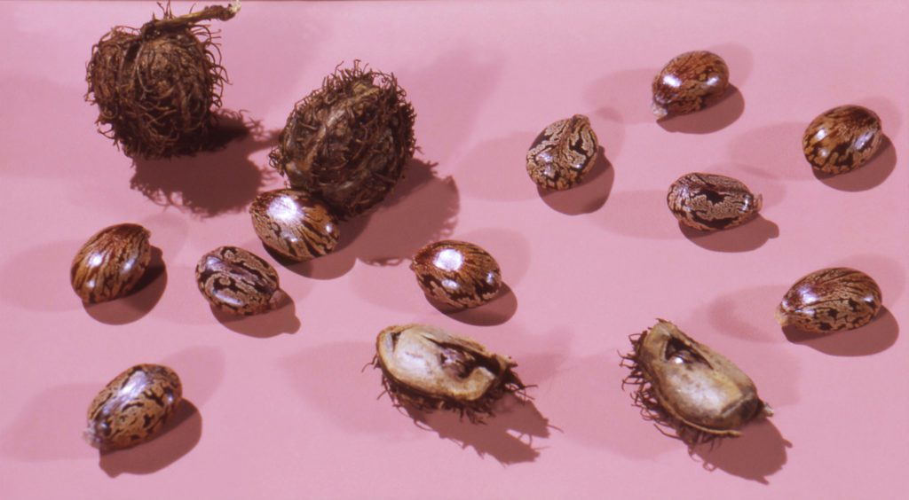 Castor Beans