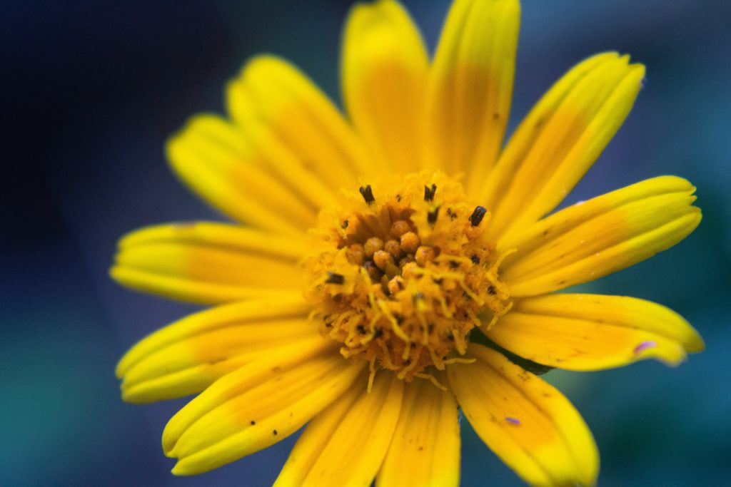 Arnica Oil